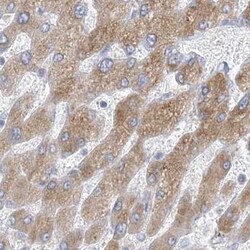 XKR3 Antibody, Novus Biologicals 25 &mu;L, Unlabeled:Antibodies, Polyclonal