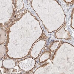 XKR4 Antibody, Novus Biologicals 25 &mu;L, Unlabeled:Antibodies, Polyclonal