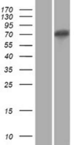 Novus Biologicals&trade;&nbsp;XKR5 Overexpression Lysate
