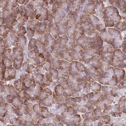 XKR8 Antibody, Novus Biologicals:Antibodies:Primary Antibodies