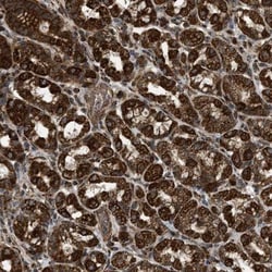 XK X-linked Kx blood group Antibody, Novus Biologicals:Antibodies:Primary