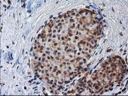 XLF Antibody (OTI3D6), Novus Biologicals 0.1mL; Unlabeled:Antibodies, Monoclonal