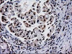 XLF Antibody (OTI3D6), Novus Biologicals 0.1mL; Unlabeled:Antibodies, Monoclonal
