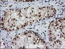XLF Antibody (OTI3D6), Novus Biologicals 0.1mL; Unlabeled:Antibodies, Monoclonal