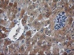 XLF Antibody (OTI3D6), Novus Biologicals 0.1mL; Unlabeled:Antibodies, Monoclonal