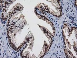 XLF Antibody (OTI3D6), Novus Biologicals 0.1mL; Unlabeled:Antibodies, Monoclonal