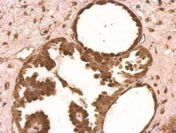 XLF Antibody, Novus Biologicals 0.1mg; Unlabeled:Antibodies, Polyclonal