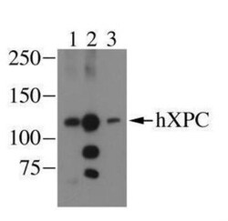 XPC Antibody (3.26), Novus Biologicals 0.1mg; Unlabeled:Antikörper