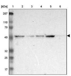XPNPEP3 Antibody, Novus Biologicals:Antibodies:Primary Antibodies