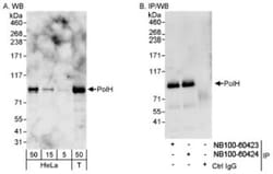 XPV/DNA polymerase eta Antibody, Novus Biologicals 0.1mL; Unlabeled:Antibodies,