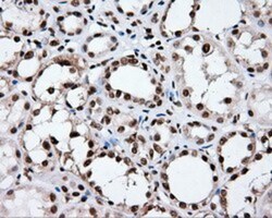 XRCC1 Antibody (OTI2F8), Novus Biologicals 0.1mL; Unlabeled:Antibodies,