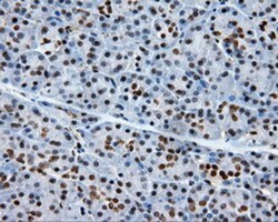 XRCC1 Antibody (OTI2F8), Novus Biologicals 0.1mL; Unlabeled:Antibodies,