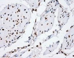 XRCC1 Antibody (OTI2F8), Novus Biologicals 0.1mL; Unlabeled:Antibodies,