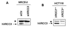 XRCC3 Antibody - BSA Free, Novus Biologicals:Antibodies:Primary Antibodies