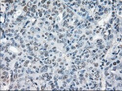 XRCC4 Antibody (OTI4H9), Novus Biologicals 0.1mL; Unlabeled:Antibodies,