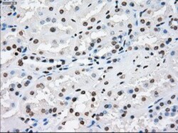 XRCC4 Antibody (OTI4H9), Novus Biologicals 0.1mL; Unlabeled:Antibodies,
