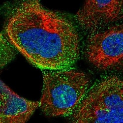 XRCC6BP1 Antibody, Novus Biologicals:Antibodies:Primary Antibodies