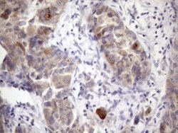 XRCC6BP1 Antibody (OTI5F3), Novus Biologicals 0.1mL; Unlabeled:Antibodies,