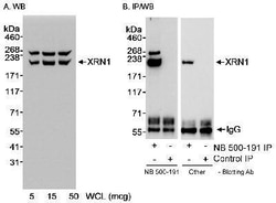 Xrn1 Antibody, Novus Biologicals 0.1mL; Unlabeled:Antibodies, Polyclonal