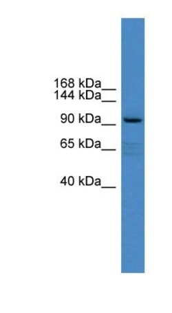xylosyltransferase 1 Antibody, Novus Biologicals:Antibodies:Primary Antibodies