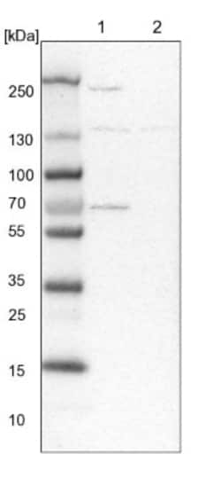 Xylulokinase/XYLB Antibody, Novus Biologicals 0.1mL; Unlabeled:Antibodies,