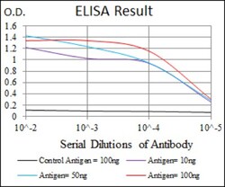 YAP1 Antibody (1A12) - BSA Free, Novus Biologicals:Antibodies:Primary Antibodies