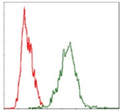 YAP1 Antibody (1A12) - BSA Free, Novus Biologicals:Antibodies:Primary Antibodies