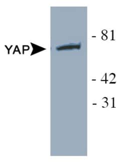 YAP1 Antibody - BSA Free, Novus Biologicals 0.1mL; Unlabeled:Antibodies,