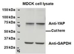 YAP1 Antibody, Novus Biologicals 0.1mg; Unlabeled:Antibodies, Polyclonal