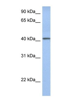 YIPF1 Antibody, Novus Biologicals 20&mu;L; Unlabeled:Antibodies, Polyclonal