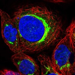 YIPF2 Antibody, Novus Biologicals:Antibodies:Primary Antibodies