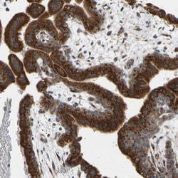 YIPF2 Antibody, Novus Biologicals:Antibodies:Primary Antibodies