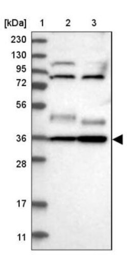 YIPF2 Antibody, Novus Biologicals:Antibodies:Primary Antibodies