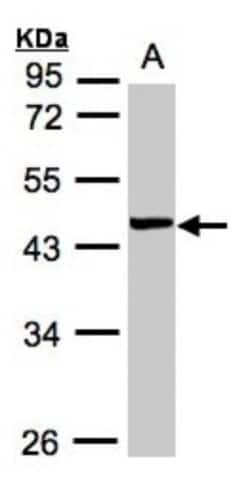 YL1 Antibody, Novus Biologicals 0.1mL; Unlabeled:Antibodies, Polyclonal