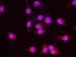 YL1 Antibody, Novus Biologicals 0.1mg; Unlabeled:Antibodies, Polyclonal