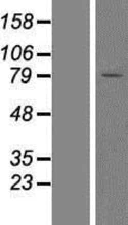 Novus Biologicals&trade;&nbsp;YME1L1 Overexpression Lysate