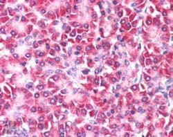 Ymer Antibody, Novus Biologicals 0.1mg; Unlabeled:Antibodies, Polyclonal