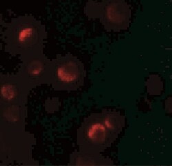 YPEL1 Antibody - BSA Free, Novus Biologicals 0.025 mg, Unlabeled:Antibodies,