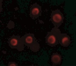 YPEL2 Antibody - BSA Free, Novus Biologicals:Antibodies:Primary Antibodies