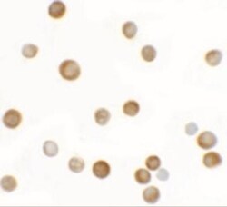 YPEL2 Antibody - BSA Free, Novus Biologicals:Antibodies:Primary Antibodies