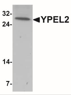YPEL2 Antibody - BSA Free, Novus Biologicals:Antibodies:Primary Antibodies