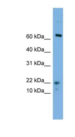 YPEL5 Antibody, Novus Biologicals:Antibodies:Primary Antibodies