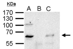 YY1 Antibody, Novus Biologicals 0.1mL; Unlabeled:Antibodies, Polyclonal