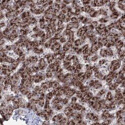 ZA20D3 Antibody, Novus Biologicals 25 μL; Unlabeled:Antibodies, Polyclonal
