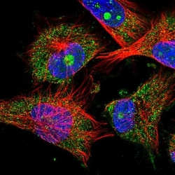 ZAR1L Antibody, Novus Biologicals:Antibodies:Primary Antibodies