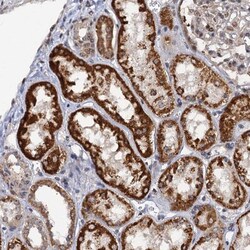 ZAR1L Antibody, Novus Biologicals:Antibodies:Primary Antibodies