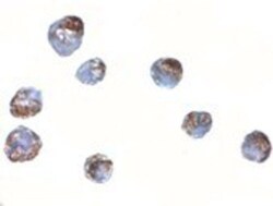 ZBED2 Antibody - BSA Free, Novus Biologicals 0.025 mg, Unconjugated:Antibodies,