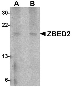 ZBED2 Antibody - BSA Free, Novus Biologicals:Antibodies:Primary Antibodies