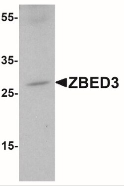 ZBED3 Antibody - BSA Free, Novus Biologicals:Antibodies:Primary Antibodies