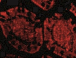 ZBP1/DLM-1/DAI Antibody - BSA Free, Novus Biologicals 0.1mg; Unlabeled:Antibodies,